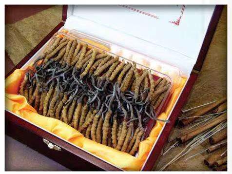 斗门冬虫夏草回收